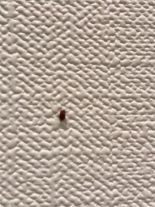 最近玄関でよくこの虫をみるのですが何かわかりますか 母に聞いたら小麦粉とかに Yahoo 知恵袋