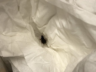 写真ありです 先程既に死んでる黒い虫がキッチンにいました 1センチほどで多分 Yahoo 知恵袋