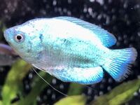 グラミーの尾びれが飼い始めた時から欠けて いてもう3週間経ちます こ Yahoo 知恵袋