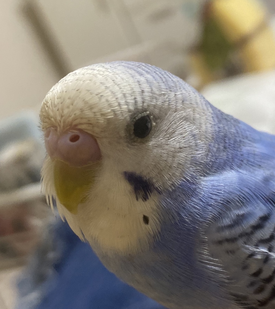 セキセイインコについて質問です 生後2ヶ月程のインコを飼っているのですが最近 Yahoo 知恵袋