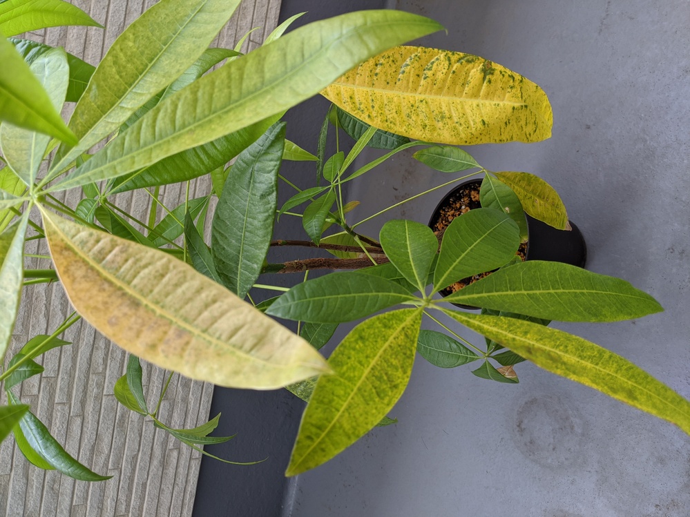 この10日間 パキラの葉が脱色して枯れ始めました また 新芽も出てい Yahoo 知恵袋