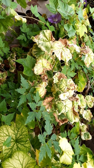 ゼラニウムの葉が幼い葉のうちに端から茶色や黒に枯れてしまいます 花も蕾で枯れて Yahoo 知恵袋