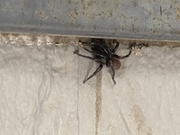 玄関にかっこいい蜘蛛がいました この蜘蛛の種類教えて下さい ト Yahoo 知恵袋