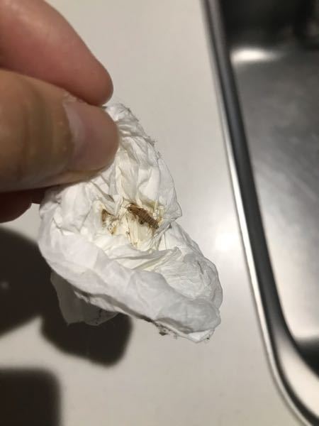 これはゴキブリの脱皮後でしょうか Yahoo 知恵袋