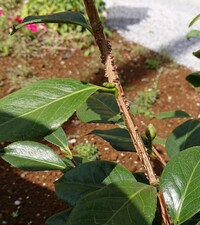 椿の枝にボコボコなっているこれは病気ですか それとも虫の卵ですか ここだけ葉っ Yahoo 知恵袋