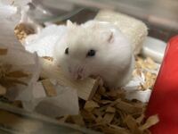 ハムスターの風邪 至急解答お願いします うちのキンクマハムスター 2ヶ月 Yahoo 知恵袋