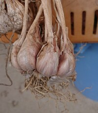 割れにんにく ニンニクを収穫したら2～3割の球根が割れていましたが、これは