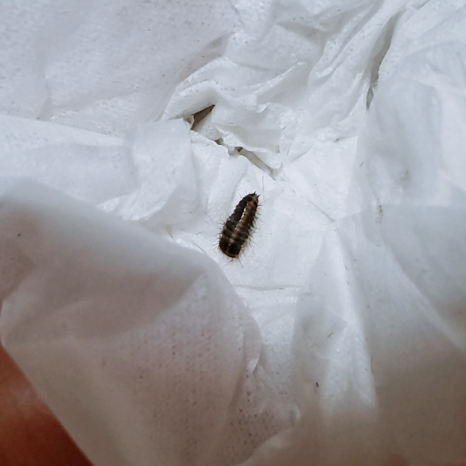 昆虫 解決済みの質問 Yahoo 知恵袋