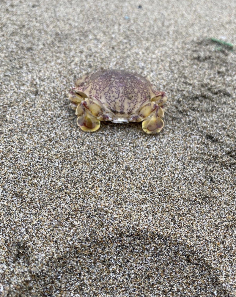 釣れたんですけどこれ何カニですかね Yahoo 知恵袋