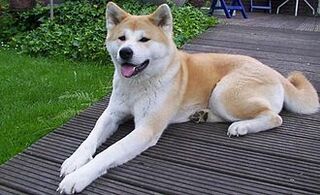 秋田犬をペットにしたいですか したいです かわいいです 抱きしめたいです Yahoo 知恵袋