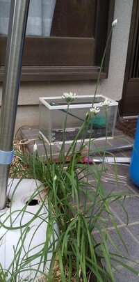 こちらの白い花が咲いている草花の名前を教えてください 葉はネギのよう Yahoo 知恵袋