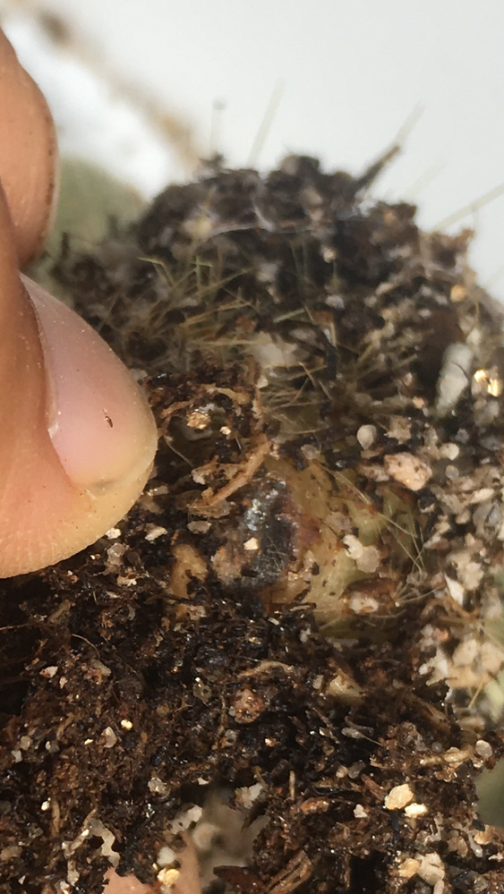 柱サボテンの根元なのですがこれは根腐れ気味でしょうか Yahoo 知恵袋