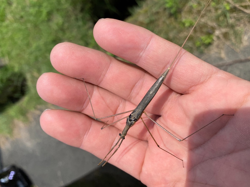 この虫ってなんていう虫ですか ミズカマキリです Yahoo 知恵袋