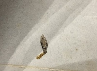 イガの幼虫を防ぐ方法について教えてください 東南アジアの暑い国に住んでいるので Yahoo 知恵袋