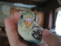 生後1ヶ月のセキセイインコちゃんですが とても大人しく洋服の中に潜る Yahoo 知恵袋