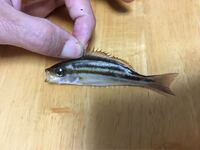 防波堤のサビキ釣りで釣れました 何の魚かわかりますか Yahoo 知恵袋