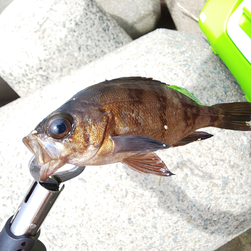 夏のヒラメって不味いと聞きますが まだ六月ですが 真夏日が続いていま Yahoo 知恵袋