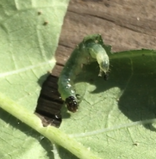 庭のオクラに次の虫がついてしまいました 一晩でかなり食べられてしまっ Yahoo 知恵袋