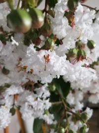 秋蒔きの多年草 宿根草 で 夏でも葉が枯れないものを探しています 秋蒔き Yahoo 知恵袋