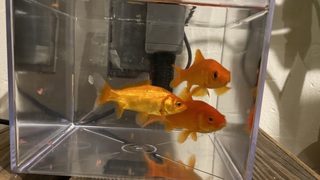 金魚を三匹飼いはじめました 水槽のサイズに悩んでるんですが このサイ Yahoo 知恵袋