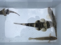 この魚の名前を教えて下さい真ん中の縞模様みたいな魚です Yahoo 知恵袋