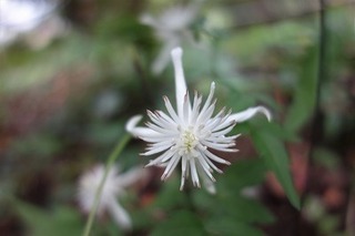 この白い花の名前は難でしょうか 高さが 前後で花弁が長い花標高150m位の Yahoo 知恵袋