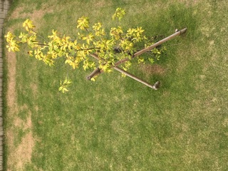 庭の芝生が伸びすぎていたので先週末に 芝刈り機を4センチの設定にして芝刈りをし Yahoo 知恵袋