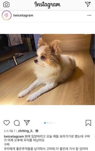 Twiceのツウィちゃんの愛犬 グッチは亡くなってしまったのでしょうか Yahoo 知恵袋