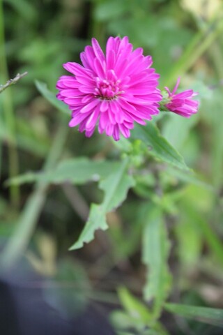 この花は何という名前でしょうか Yahoo 知恵袋