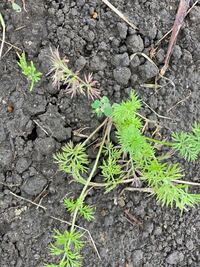 人参の葉の色が悪いなと思うのですが病気ですか おしえてください Yahoo 知恵袋