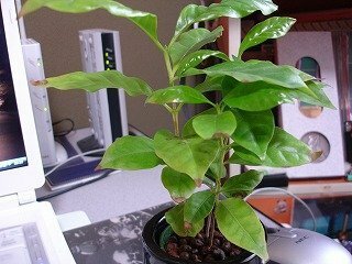 ホームセンターで水耕栽培用の観葉植物として コーヒーの木 を 葉先 Yahoo 知恵袋