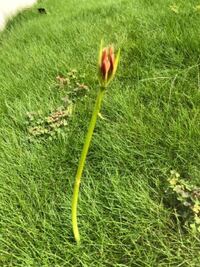 庭にアスパラみたいな花がはえてました なんて花かわかる方いますか Yahoo 知恵袋