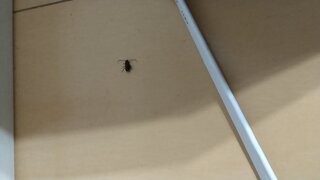 写真注意 この虫はゴキブリの赤ちゃんですか リビングの一番奥の窓の下で Yahoo 知恵袋