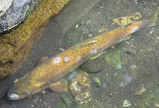 画像の魚の名前を教えてください 北海道の川で見つけました Yahoo 知恵袋