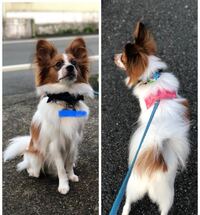 獣医師が人間の薬は犬に使ってよいと言いました そもそも動物実験でまず犬で試 Yahoo 知恵袋