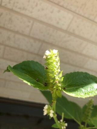 えごまを初めて育てています 穂がのびて白い花が咲いてきました 穂を天ぷ Yahoo 知恵袋