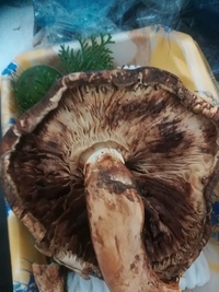 松茸を切ったら中身が茶色でした これは食べれるのでしょうか 食べられま Yahoo 知恵袋