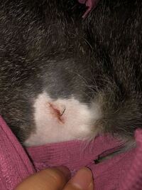 3日前 猫が怪我をして皮膚が裂けて肉が見える状態になっていたので病院 Yahoo 知恵袋