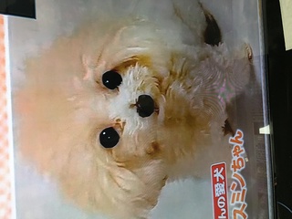この犬の種類を教えてください Yahoo 知恵袋