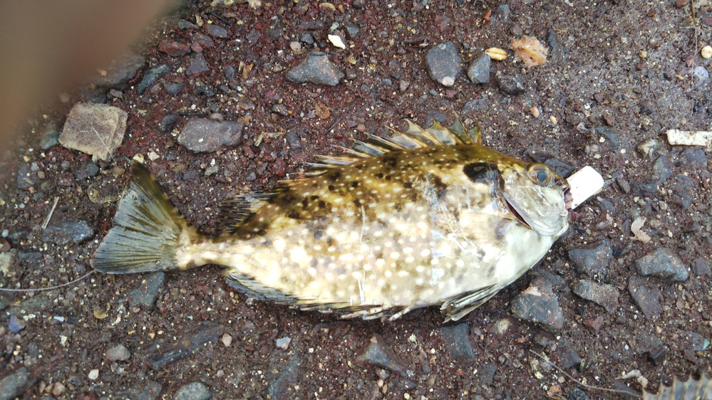 何て魚ですか アイゴです この魚は 背鰭 尻鰭 腹鰭の各鰭に毒針をもって Yahoo 知恵袋