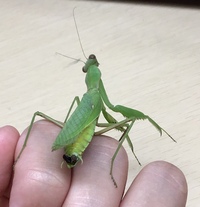 カマキリのお尻にある黒い物体はなんですか 最近野生のカマキリを捕まえて飼育 Yahoo 知恵袋