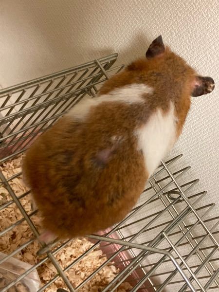 このハムスターの毛並みは悪いですか 飼って1年半以上 しかもお店にいた時から大 Yahoo 知恵袋
