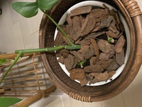 モンステラ水栽培にて 夏すぎに水栽培したモンステラの根がだいぶで Yahoo 知恵袋