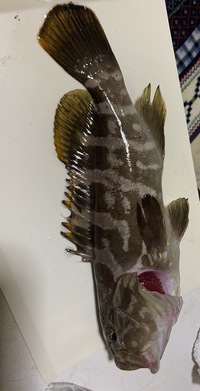 この魚はなんて魚ですか 斑点がない 模様が斜めに出るなど特徴はクエの子供に近い Yahoo 知恵袋