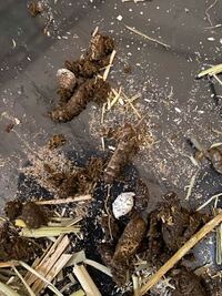 うちのウサギがハエウジ症にかかってしまいました 正直 Yahoo 知恵袋