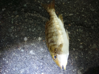 魚肉ソーセージでチヌは釣れますか 試した事はありません Yahoo 知恵袋
