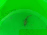 釣ったカサゴの卵を海に返したら その卵 緑色になっている から稚魚が孵 Yahoo 知恵袋