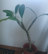 この植物なんて名前ですか 葉を切ると白い液体が垂れてきます プル Yahoo 知恵袋