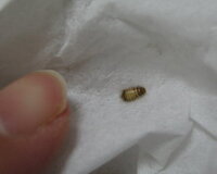 食器棚に置いてあるコップの中にこの虫がいました 何ていう虫でしょうか 今 Yahoo 知恵袋