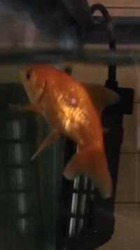 金魚の病気について我が家の金魚が最近元気がなく 背中の方に写真にあるように白い Yahoo 知恵袋